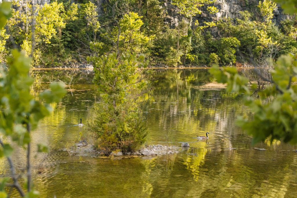 Geese swimming in water in the lower park of the old quarry at DePauw Nature Park.