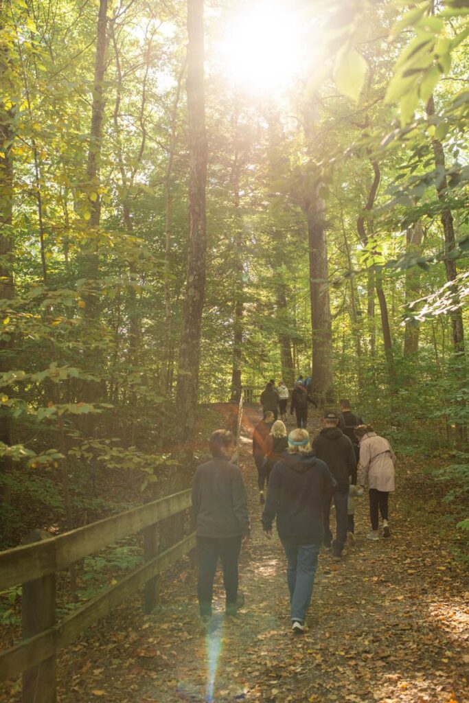 Sun shines brightly on forest trail with group of hikers.