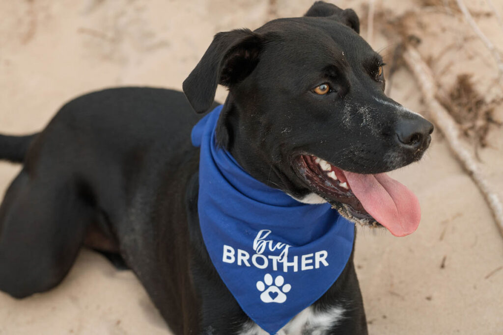 Dog sits in the sand wearing a blue bandana that says "big brother".