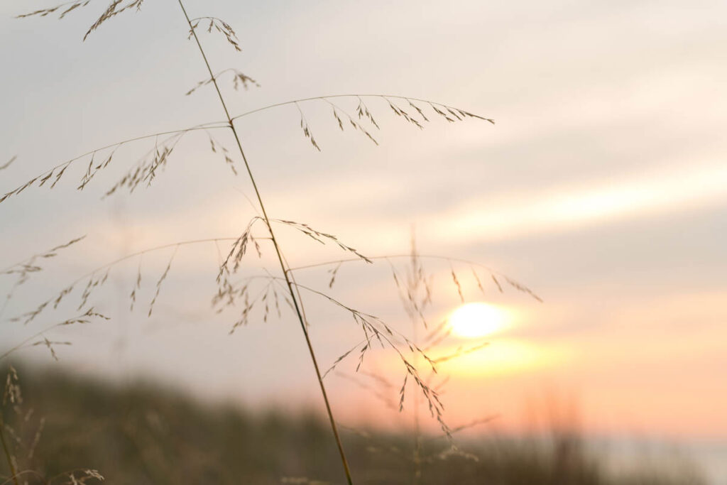 Sunset with grass in front of it at Indiana Dunes State Park.