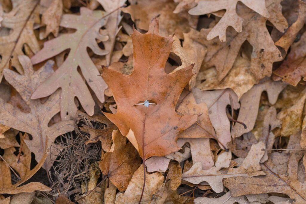 Engagement ring stands out among brown leaves.