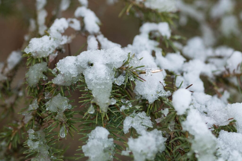 Engagement ring is nestled on top of a snow-covered evergreen branch.