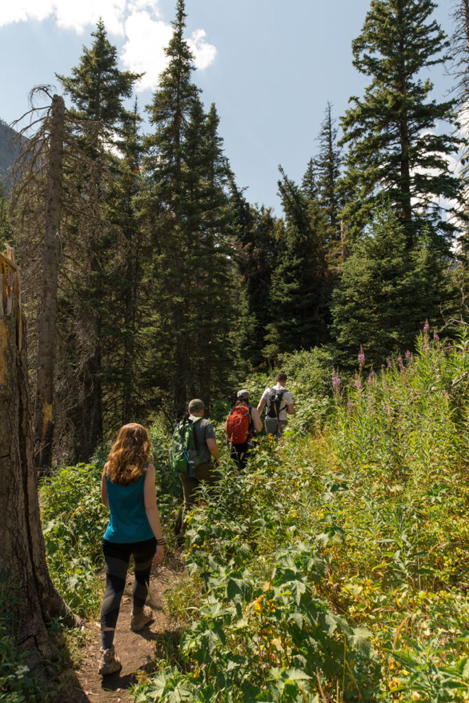 Group of hikers makes their way along a trail through Glacier National Park on a sunny day.