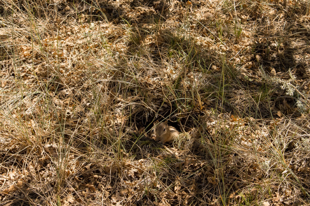 Chipmunks huddle in a little burrow while the sun shines above them at Bryce Canyon National Park.