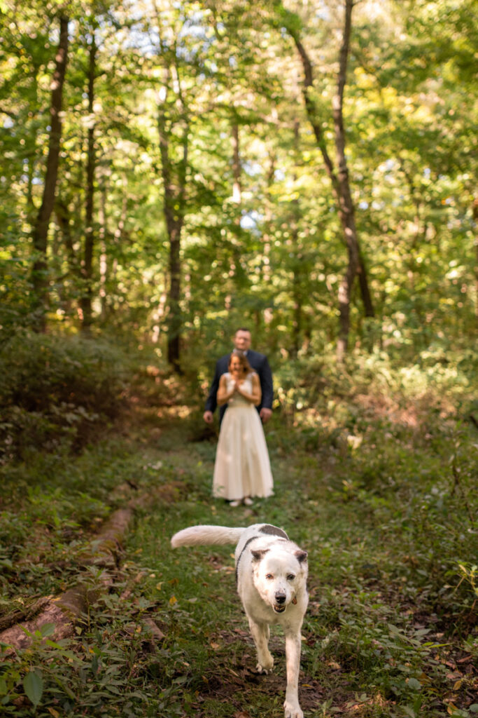 Happy dog runs ahead of bride and groom on grassy trail in the woods of Indiana.