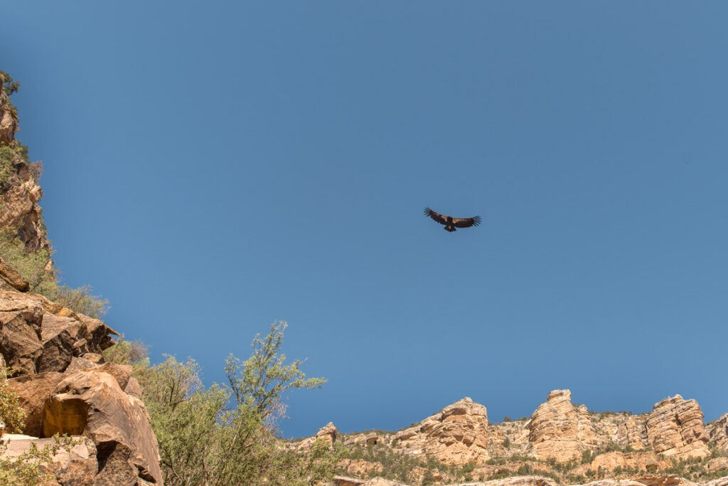 Large bird circles in a blue sky above the Grand Canyon.