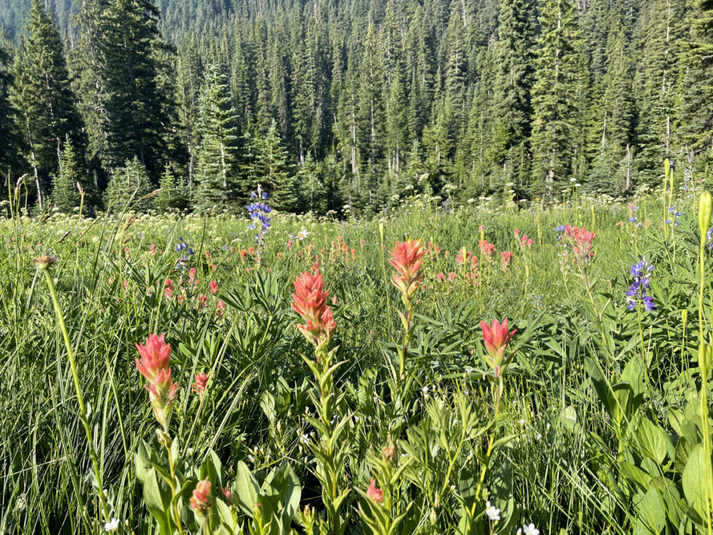 Colorful wildflowers in a mountain meadow in North Cascades National Park.