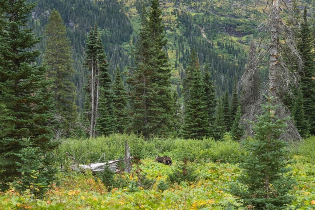 Moose eating plants surrounded in a field of green and tall trees.