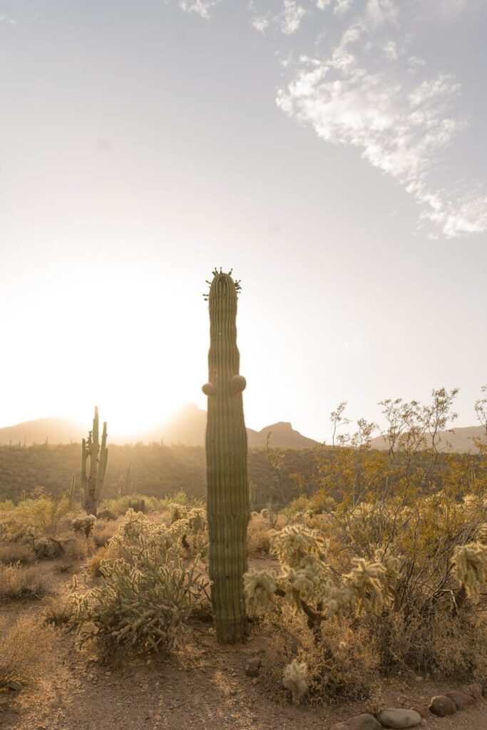 Saguaro cactus looms tall in the desert at sunset.