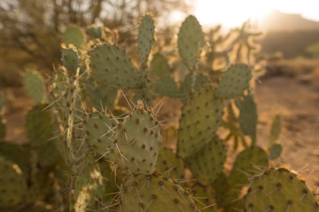 Prickly pear cactus in the desert at sunset.