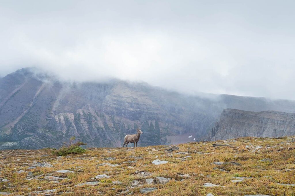 Big horned sheep stands on mountain top with misty mountains behind.