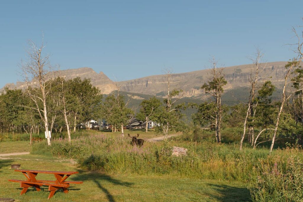 Moose eats in tall grass in front of mountains at a campsite.