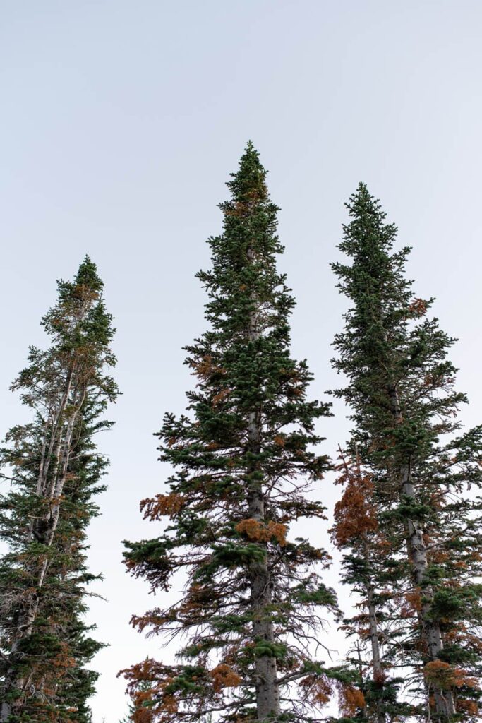 Three tall pine trees towering above in Glacier National Park.