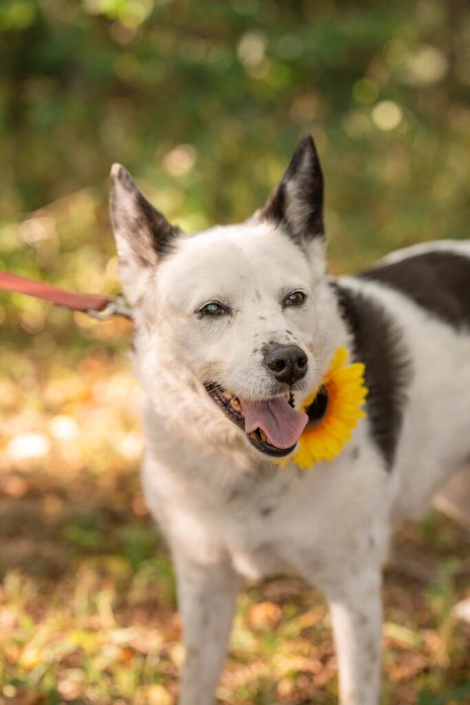 Happy dog with a sunflower collar looking at camera.