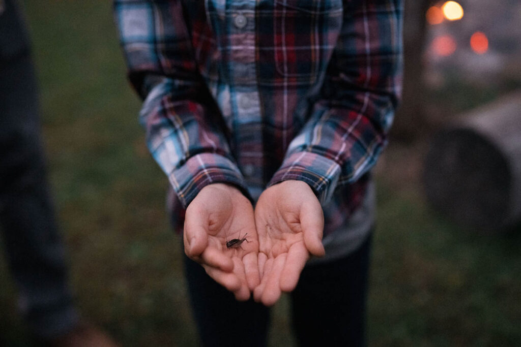 Boys hands holding a cricket at night.