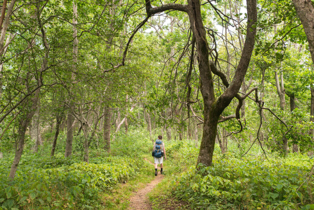 Make sure when you plan a backpacking trip that you share where you'll be and stick to trails like this man walking on a wooded trail.