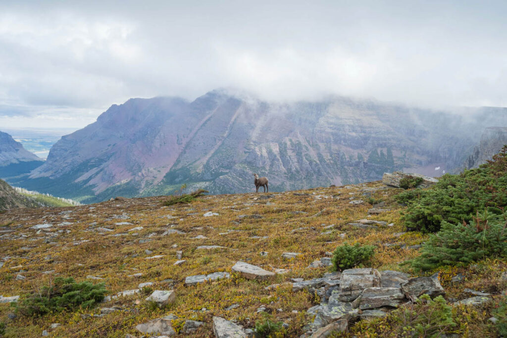 Big horned sheet standing on top of mountain range at Glacier National Park.