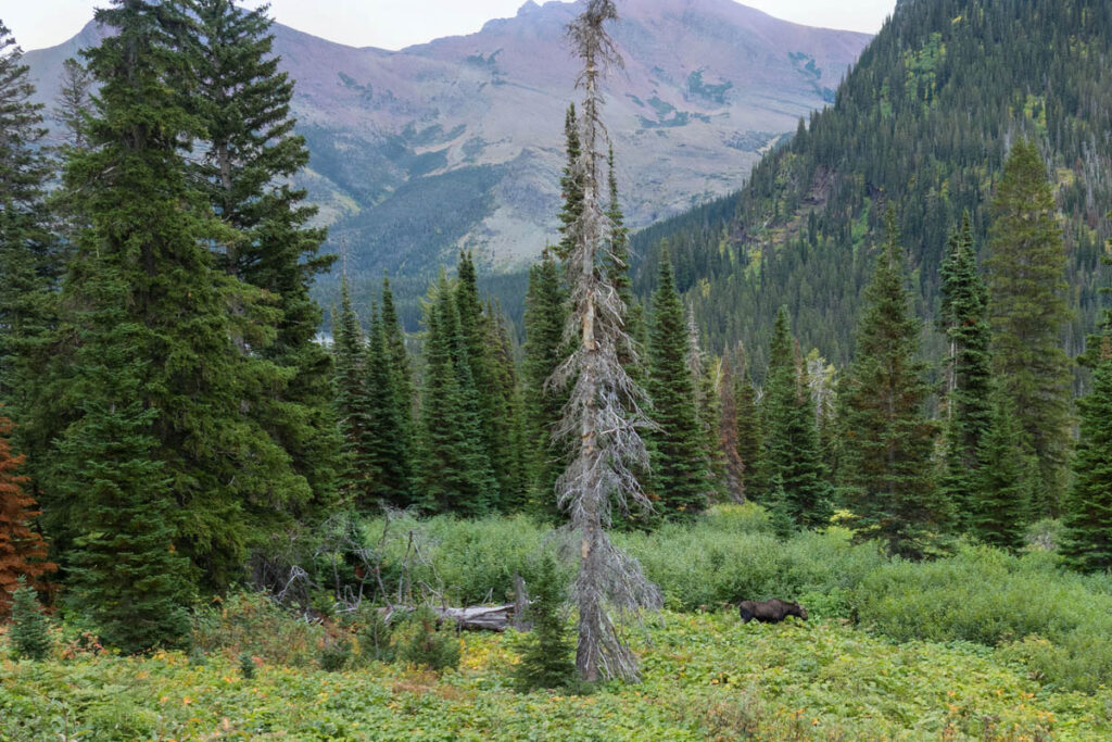 Moose munching on leaves at Glacier National Park.