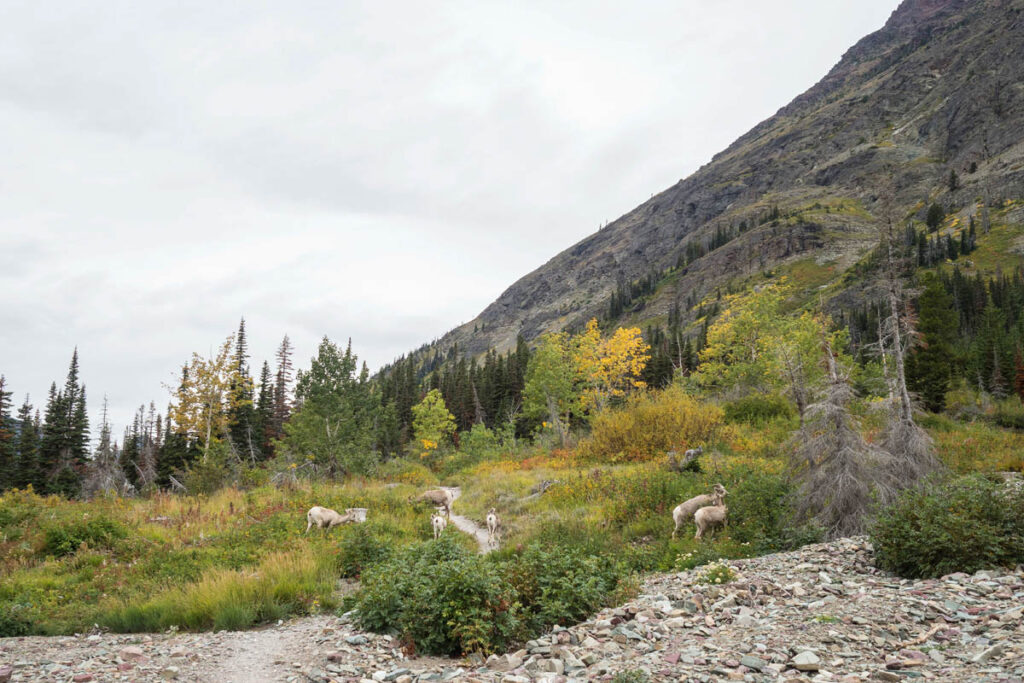Keep your distance from animals like these big horned sheep when you plan a backpacking trip.