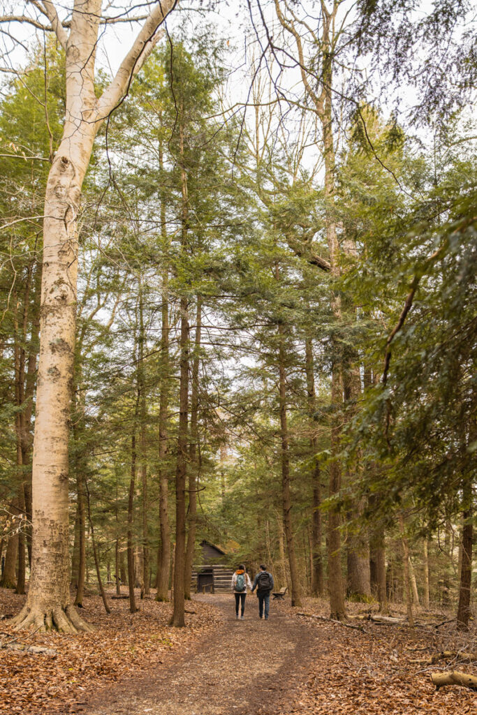 Couple walk on a trail holding hands next to tall trees.