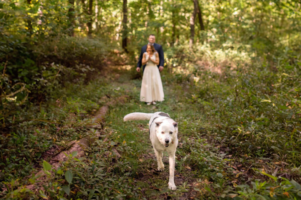 Bride and groom walk through the woods with their dog as they elope in Indiana near Shades State Park.