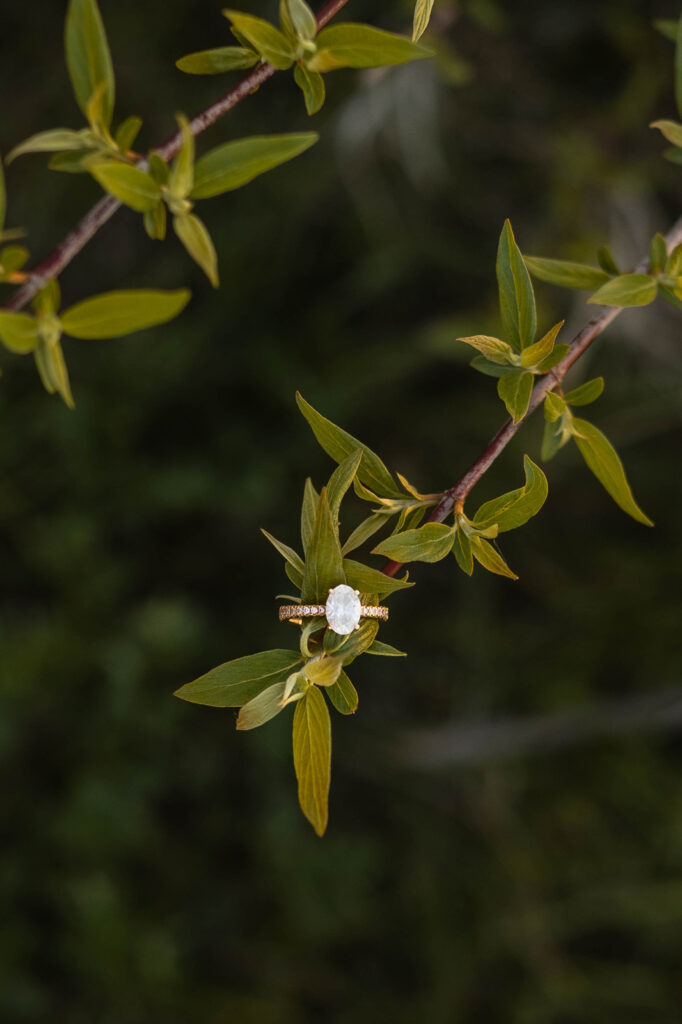 Engagement ring sitting on a branch with green leaves.